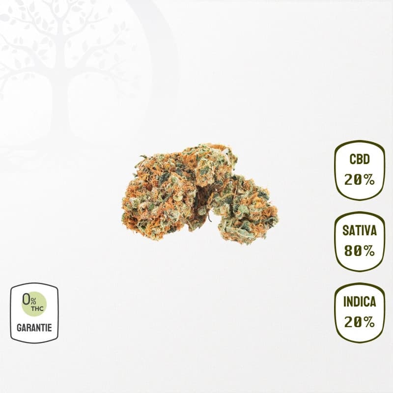 Orange Bud 20 % CBD (Sans THC)
